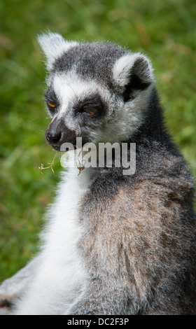 A Ring Tailed Lemur (Lemur catta) sat on grass. Stock Photo