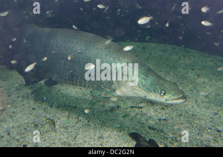 Brazil, Sao Paulo, Santos. Guaruja, Acqua Mundo. Pirarucu, large fish native to Amazon River (aka Paiche). Stock Photo