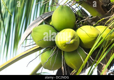 green coconut fruit with leaf on tree Stock Photo