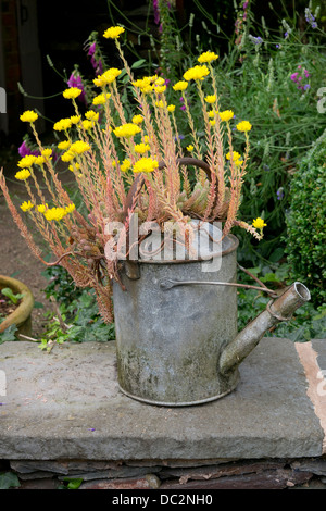 Old metal watering can used to pot yellow sedum flower  in English garden, England Stock Photo