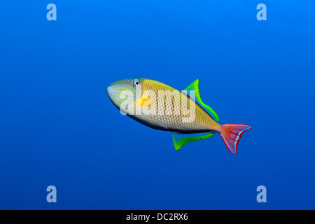 Redtail Triggerfish, Xanthichthys mento, Cabo San Lucas, Baja California Sur, Mexico Stock Photo