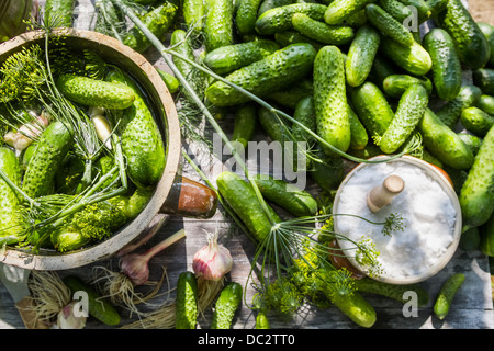Pickling Cucumbers In A Clay Pot Stock Photo Alamy