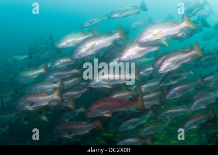 Shoal of Jordans Snapper, Lutjanus jordani, Cabo Pulmo Marine National Park, Baja California Sur, Mexico Stock Photo