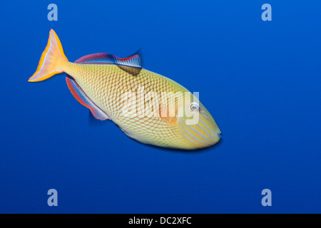 Redtail Triggerfish, Xanthichthys mento, Socorro, Revillagigedo Islands, Mexico Stock Photo