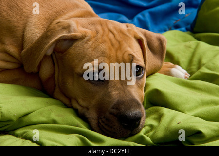 A puppy with that 'please adopt me' look at the Fredericton Farmer's Market. Stock Photo