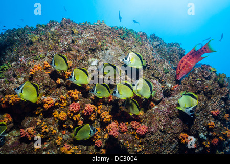 Shoal of Barberfish, Johnrandallia nigrirostris, Socorro, Revillagigedo Islands, Mexico Stock Photo