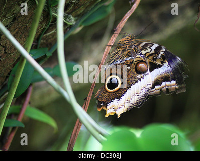 A Peleides Blue Morpho butterfly (Morpho peleides), also known as Common Morpho or The Emperor, perching on a plant. Stock Photo