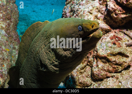 Panamic Green Moray Eel, Gymnothorax castaneus, San Benedicto, Revillagigedo Islands, Mexico Stock Photo