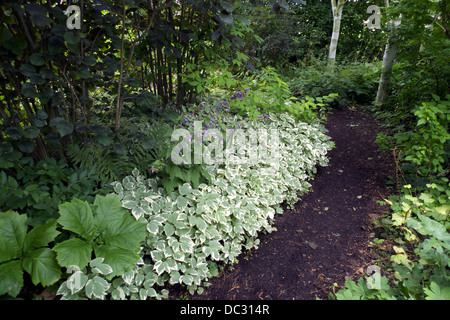Variegated ground elder growing in the deep shade of garden trees and shrubs. Stock Photo