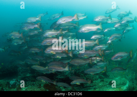 Shoal of Jordans Snapper, Lutjanus jordani, Cabo Pulmo Marine National Park, Baja California Sur, Mexico Stock Photo