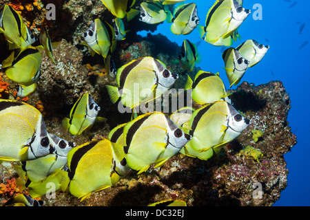 Shoal of Barberfish, Johnrandallia nigrirostris, Socorro, Revillagigedo Islands, Mexico Stock Photo