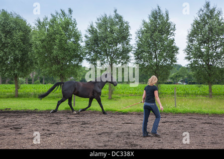 Female rider with whip training brown horse the trotting gait during dressage session Stock Photo