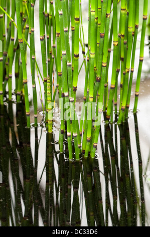 equisetum hyemale aquatic plant growing in water Stock Photo