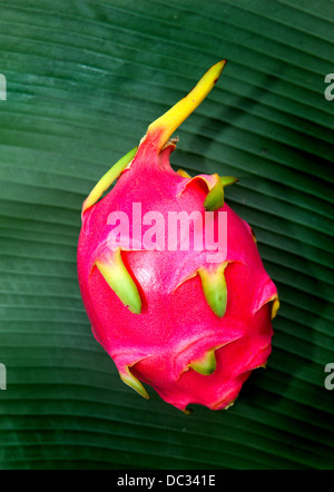 Pitaya or Dragon fruit. Stock Photo