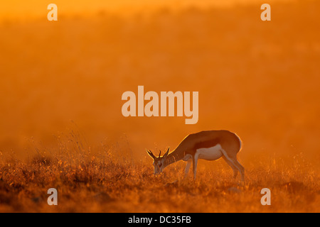 South African Springbok (Antidorcas marsupialis Stock Photo - Alamy