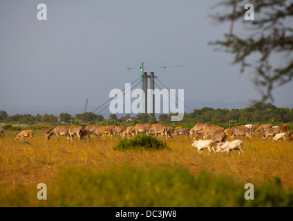 Cows In Front Of Omo River Bridge, Omorate, Omo Valley, Ethiopia Stock Photo