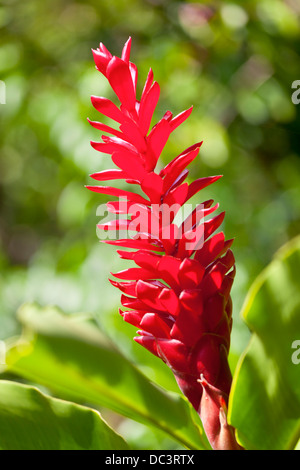 Hawaiian Red Ginger in the rainforest of Maui, Hawaii. Stock Photo