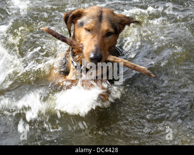 Swimming dog Stock Photo