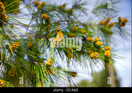 Pine branch with cones on the natural growing tree Stock Photo