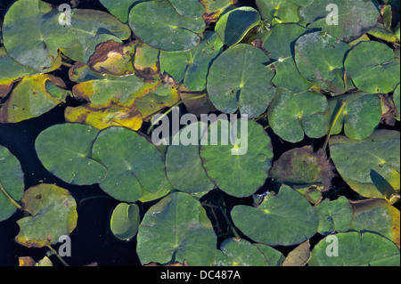 Fringed Water-Lily, Nymphoides peltata (S.G.Gmel.) Kuntze Stock Photo