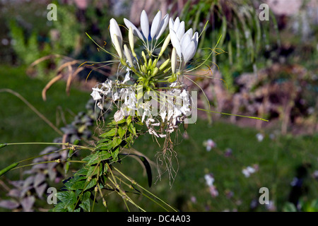 snow-on-the-mountain, or smoke-on-the-prairie, or variegated spurge, or whitemargined spurge, Euphorbia marginata Pursh, cultiva Stock Photo