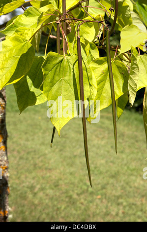 Leaves and fruits of Catalpa bignonioides (Southern catalpa)