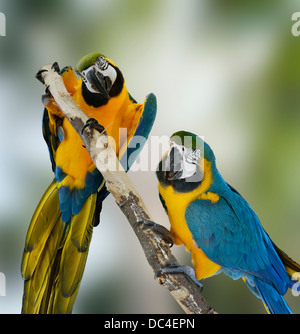 Two Blue Macaw Parrots Perching Stock Photo