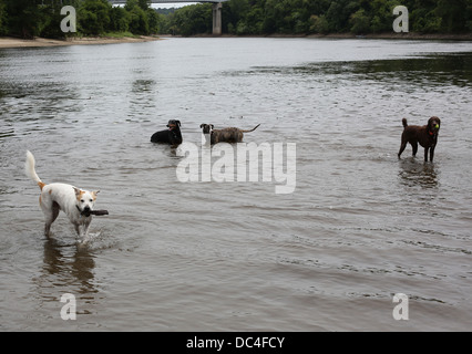 Dogs playing in water at a dog park. Stock Photo