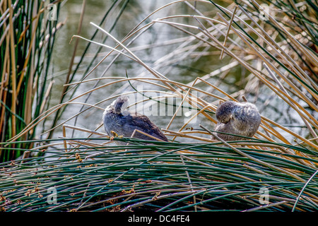 American Coot (Fulica americana) Two young Coots preening themselves, in the reeds.  Frank Lake, Alberta, Canada Stock Photo