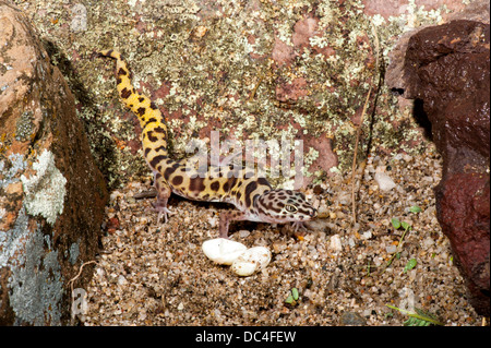 Western Banded Gecko Coleonyx variegatus Tucson, Pima County, Arizona, United States 4 August Adult with eggs. Gekkonidae Stock Photo