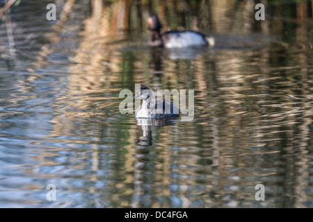 American Coot (Fulica americana) Baby coot swimming, with reflection in the water. Frank Lake, Alberta, Canada Stock Photo