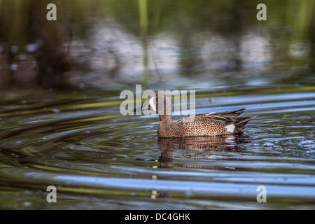 Blue-winged Teal Male (Anas discors)  Swimming in slough near Calgary, Alberta, Canada Stock Photo