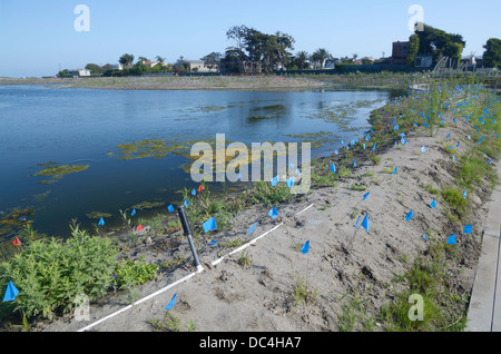 Malibu Lagoon restoration project.  A multi-agency group is working to improve the estuary's ecological health (see description) Stock Photo