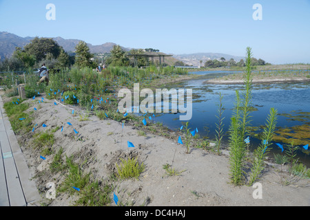 Malibu Lagoon restoration project.  A multi-agency group is working to improve the estuary's ecological health (see description) Stock Photo