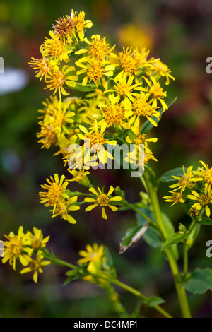 European goldenrod  (Solidago virgaurea) flowers Stock Photo