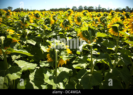 Backs of Sunflower in bloom at sunflower farm on sunny day in summer Stock Photo