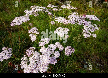 Common yarrow (Achillea millefolium) pink flowers Stock Photo