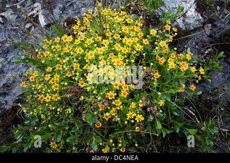 Yellow Mountain Saxifrage (Saxifraga aizoides) flower bush Stock Photo