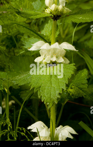 White nettle (Lamium album) flowers Stock Photo