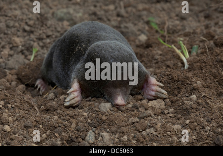 European mole Talpa europaea emerging from molehill Cotswolds UK Stock Photo