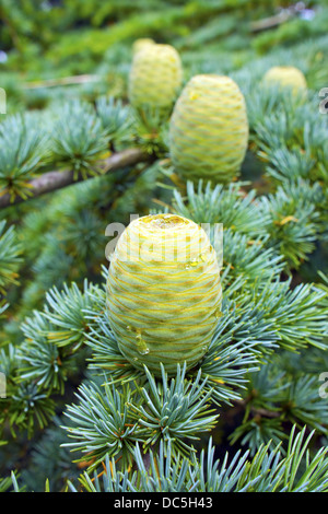 New pine cones on a branch of a pine tree. Stock Photo