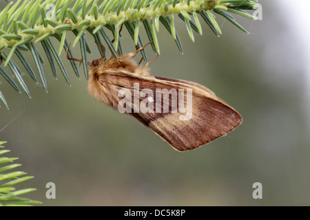 Northern Eggar, Lasiocampa quercus, under pine twig Stock Photo