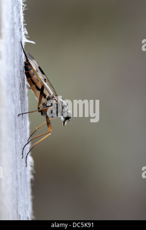 Common Snipe-fly, Rhagio scolopaceus, on bleached post Stock Photo
