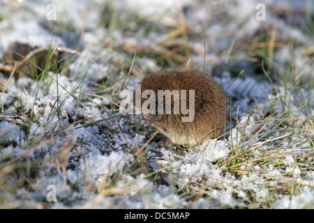 Short-tailed Field Vole, Microtus agrestis, feeding on grass in frosty scene Stock Photo
