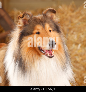 Rough Collie, male, 3 years |Schottischer Schaeferhund, Ruede, 3 Jahre / Collie Stock Photo