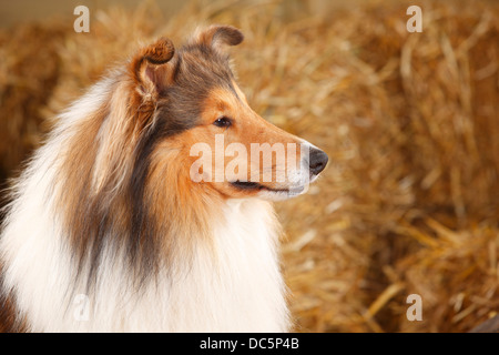 Rough Collie, male, 3 years |Schottischer Schaeferhund, Ruede, 3 Jahre / Collie Stock Photo