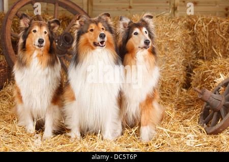 Rough Collies |Collies / Schottischer Schaeferhund Stock Photo