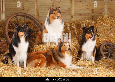 Rough Collies |Collies / Schottischer Schaeferhund Stock Photo