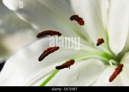 extreme close up of white asiatica lilies showing stamen