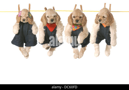 litter of puppies - four american cocker spaniel puppies hanging on a clothesline - 7 weeks old Stock Photo